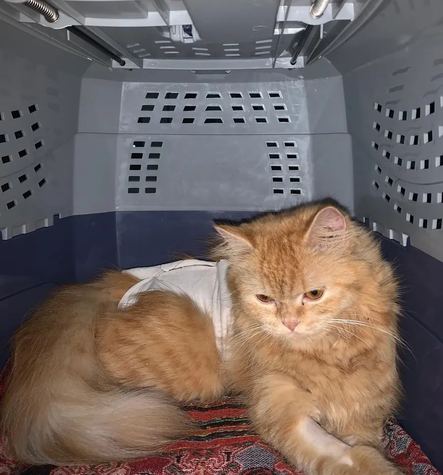 An orange Persian cat resting after a procedure