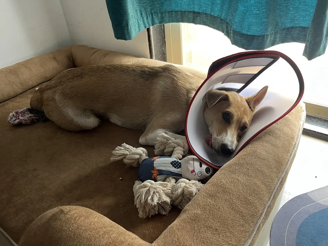 A dog resting comfortably in a cone on its bed after surgery