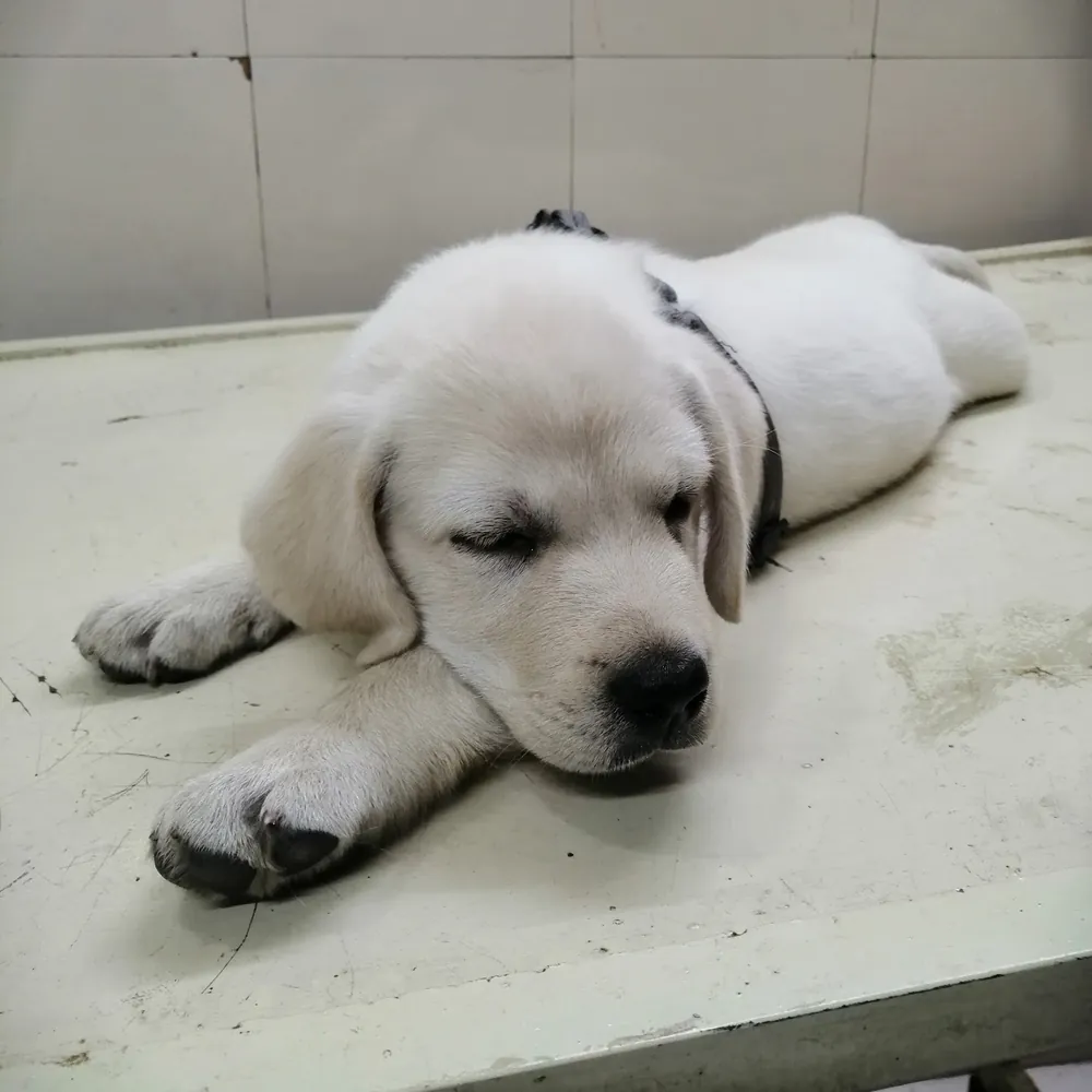 A sleepy white Labrador puppy
