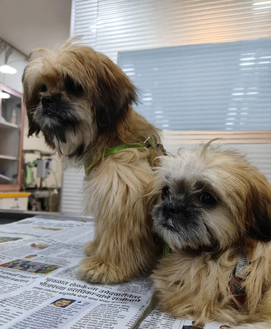 Two fluffy Shih Tzus sitting together on the exam table